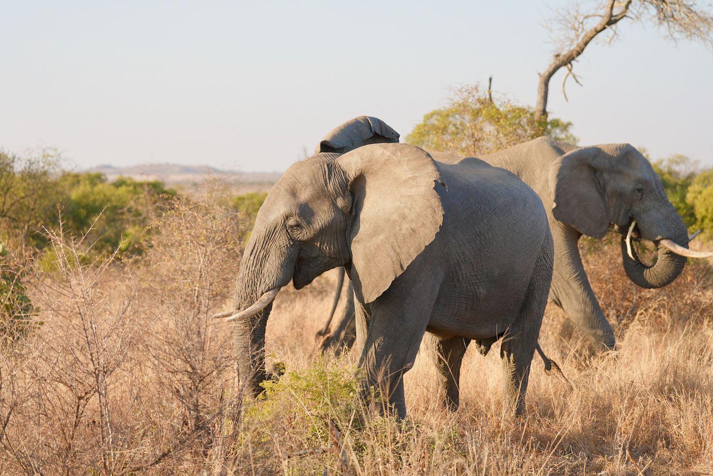 Elephant in the wild